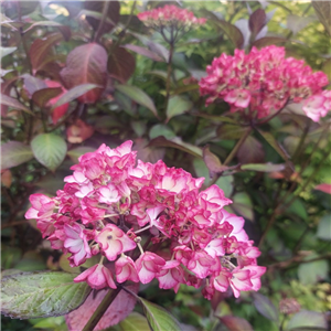 Hydrangea Macrophylla 'Love You Kiss'